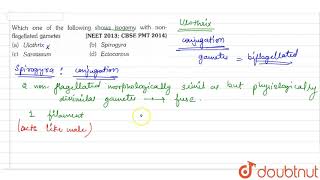 Which one of the following shows isogamy with nonflagellated gametes [upl. by Litha151]