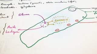 eSVT La fermentation lactique [upl. by Janelle]