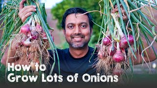 How to Grow a Ton of Onions  Plant amp Grow Start to Finish [upl. by Akerdnuhs]