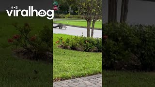 Gator Struts the Streets Ahead of Hurricane  ViralHog [upl. by Ellebyam356]