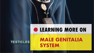 ✅Male genitalia system [upl. by Zaraf]