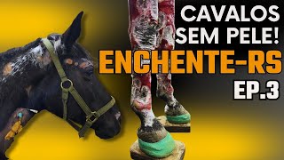 Cavalos imersos nas enchentes do RS perdem até 40 da peleEpisódio 03 [upl. by Idden]