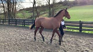 Earthlight ex Iffa Red Filly Richard Fahey  2YO Parade [upl. by Berardo]