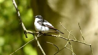 The Pied Flycatcher and its call [upl. by Suzetta529]