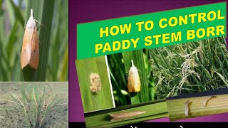 धान में तना छेदक का नियंत्रण कैसे करें How to control paddy stem borer [upl. by Eseilenna]