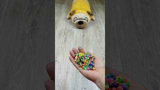 Dog Beads 📿 Balls 🔴 Reverse Video reversevideo marblerunandmore cat funny [upl. by Akiraa768]