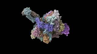 ChimeraX rotation animation example cryoEM [upl. by Essa]