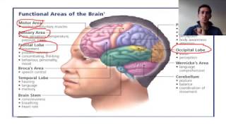 biopsychology localisation of function [upl. by Ulda]