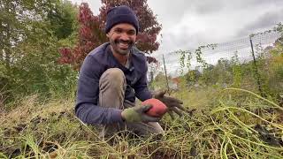 Sweet Potato Harvest 2023 BLESSED [upl. by Ical796]