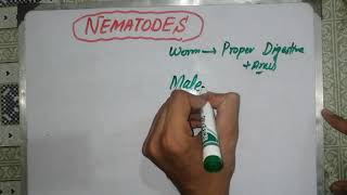 nematodes lecture nematodes 🦎🦎🦎 general characteristics nematodes introduction parasitology [upl. by Ahsiugal]