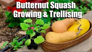 Butternut Squash Growing Tips and 4 Ways to Trellis It [upl. by Len]