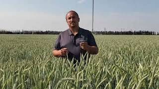 AAC Delight Spring Triticale Virtual Crop Tour [upl. by Akayas206]