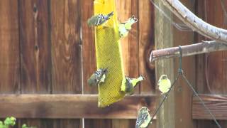 Birds feeding on Home Depot Nyjer Seed [upl. by Yecaw]