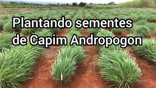 Plantando sementes de Capim Andropogon no semiárido Nordestino🌵 sertão nordeste capim andropogom [upl. by Eelrak439]