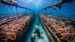 How European Fishermen Catch Millions of Lobsters in Deep Sea Traps and Make Millions of Dollars [upl. by Ahkos502]