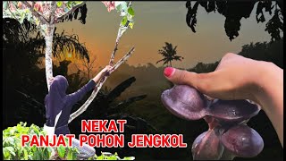 PETIK JENGKOL ngebolang vlogberkebun tanaman [upl. by Corabel289]