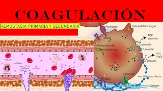 COAGULACIÓN SANGUÍNEA FISIOLOGÍA HEMOSTASIA PRIMARIA Y SECUNDARIA [upl. by Airod]