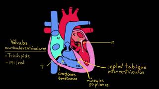 Capas del corazón  Anatomía humana y fisiología  Khan Academy en Español [upl. by Hesky]