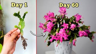 Christmas Cactus Care Tips  Prepare BEST Soil Mix to Get MORE Flowers in Christmas Cactus [upl. by Pierce465]