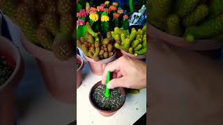 Mammillaria elongata Succulent plant succulents plants cactus propagation homegarden tips [upl. by Eledoya371]