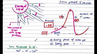 Conducting System of the heart  Part 1 [upl. by Dita]