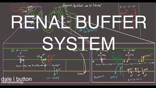 Renal Buffer System  Acid Base Balance [upl. by Alyahsal]