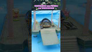 COSTRUISCO una PISCINA per TARTARUGHE🏝️🐢🤩 tartarughe turtle dog cane piscina [upl. by Rotsen]