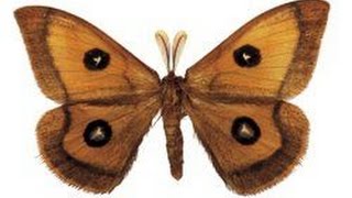 A List of Various Types of Moths With Stunning Pictures [upl. by Trevethick]