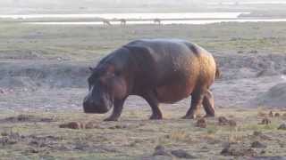 Angry hippo pooping at Chobe NP [upl. by Spector101]