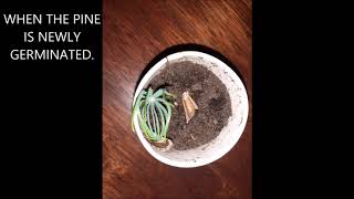 Pinus Pinea Germinating [upl. by Mauldon]