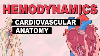 Cardiovascular System Anatomy  Hemodynamics Part 1 [upl. by Eidnam278]