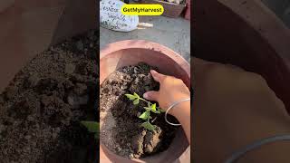 Special Tips for growing Tomatoes  Ab dher saare tamatar ugalo shorts [upl. by Novej766]