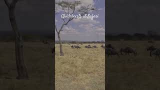 Wildebeest Encounter Like Never Before at Tarangire Safari 2024 [upl. by Assiram]