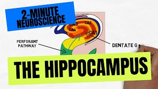 2Minute Neuroscience The Hippocampus [upl. by Vaclava812]