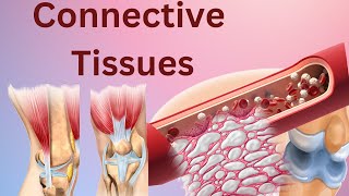 Connective tissues Connective tissues histology Connective tissues anatomy and physiology Biology [upl. by Kronfeld819]