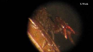 Pseudoscorpion and its behaviours [upl. by Aened]