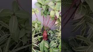 Best Plant That Dont Need Sunlight  बिना धूप के छाया में चलने वाले पौधे का नाम  gardeningtips [upl. by Wertheimer]