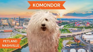 Komondor Breed Highlights [upl. by Euqilegna]