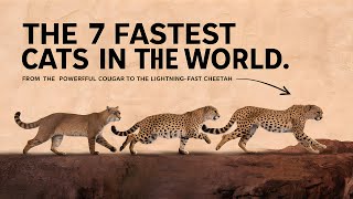 The Top 7 Fastest Cats in The World  Wildlife Side [upl. by Erialb207]