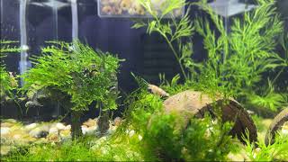 Watch Fancy Red Tiger Caridina Shrimp in Action Stunning Footage [upl. by Kiyoshi701]