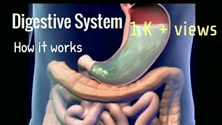 Digestive System  Animation  Digestion  Learn Visions [upl. by Vareck115]