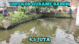 100 EKOR GURAME BABON  HARGA 45 JUTA  DI PANCING 5 ORANG [upl. by Nomelc175]