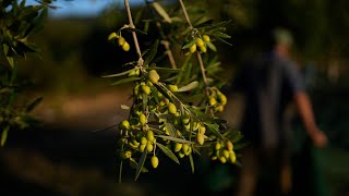 Olive Oil prices skyrocket amid drought in the Mediterranean [upl. by Sairu793]