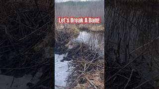 Beaver Dam Removal Trapping Nuisance Beavers traplineadventures trapping beavertrapping [upl. by Kobylak]