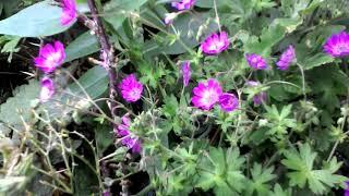 Hedgerow Cranesbill [upl. by Encratia]