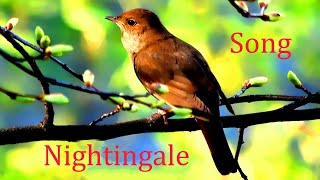 Nightingale SongLuscinia [upl. by Nahtanoy]