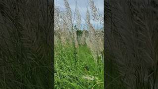 Wild sugarcaneকাশফুলkans grass nature tending shorts [upl. by Sharia]