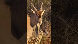 🦌 Antílope 🏃‍♂️💨 Antílope AnimalesRápidos Naturaleza VidaSalvaje CuriosidadesAnimales [upl. by Mezoff]