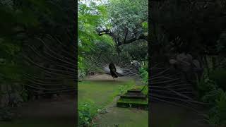 Beautiful peacock bird soundcall [upl. by Aihseya815]