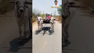 women bullock cart ridingwomen drive bullock cartwomen bull riderwomen bullock cart ride videos [upl. by Erdeid]